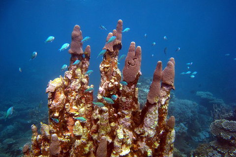 Coral Bay 3-Hour Turtle Ecotour - Accommodation Directory 1