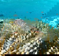 Coral Bay 3-Hour Turtle Ecotour - Accommodation Directory