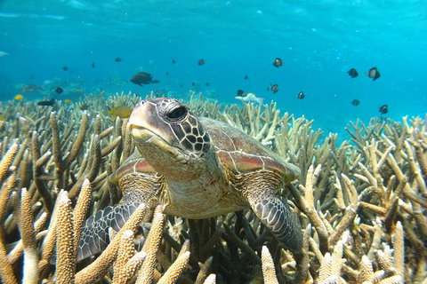 Coral Bay 3-Hour Turtle Ecotour - Accommodation Directory 0