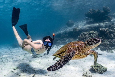Coral Bay 3-Hour Turtle Ecotour - Accommodation Directory 3