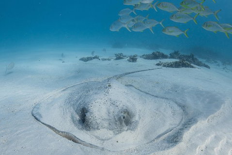 Coral Bay 3-Hour Turtle Ecotour - Accommodation Directory 2