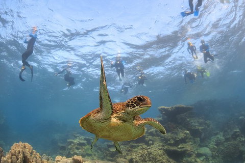 Coral Bay 3-Hour Turtle Ecotour - Accommodation Directory 4