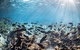 Coral Bay 3-Hour Turtle Ecotour - thumb 5