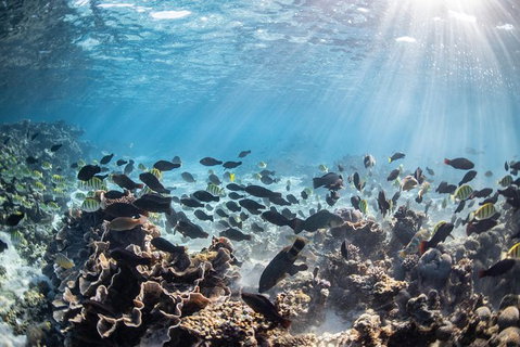 Coral Bay 3-Hour Turtle Ecotour - Accommodation Directory 5