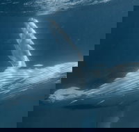 Humpback Whale Safari - Accommodation Directory