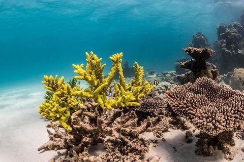 Coral Bay 1-Hour Coral Viewing - Accommodation Directory 4