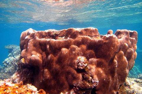 Coral Bay 1-Hour Coral Viewing - Accommodation Directory 5
