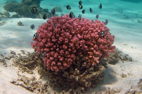 Coral Bay 1-Hour Coral Viewing - Accommodation Directory 2