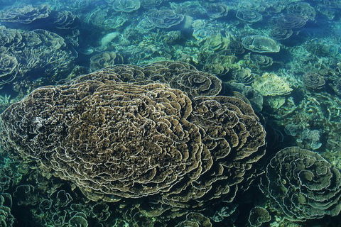Coral Bay 1-Hour Coral Viewing - Accommodation Directory 6