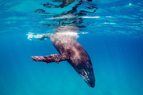 Life On Ningaloo Swimming Tour In Exmouth - Accommodation Directory 5