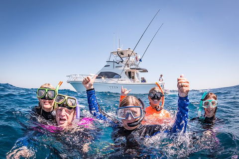 Life On Ningaloo Swimming Tour In Exmouth - Accommodation Directory 4