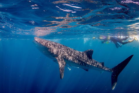 Life On Ningaloo Swimming Tour In Exmouth - Accommodation Directory 2