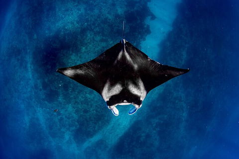 Life On Ningaloo Swimming Tour In Exmouth - Accommodation Directory 3