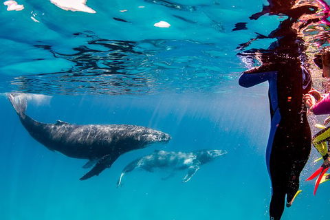 Life On Ningaloo Swimming Tour In Exmouth - Accommodation Directory 0