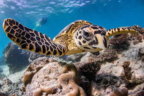 Life On Ningaloo Swimming Tour In Exmouth - Accommodation Directory 1