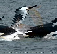 Bremer Canyon Orca Experience - Accommodation Directory
