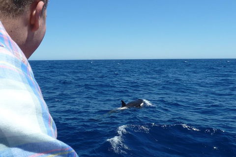 Full-Day Killer Whale Expedition From Albany - Accommodation Directory 1