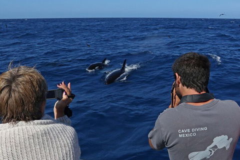 Full-Day Killer Whale Expedition From Albany - Accommodation Directory 2