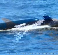 Full-Day Killer Whale Expedition from Albany - Accommodation Directory