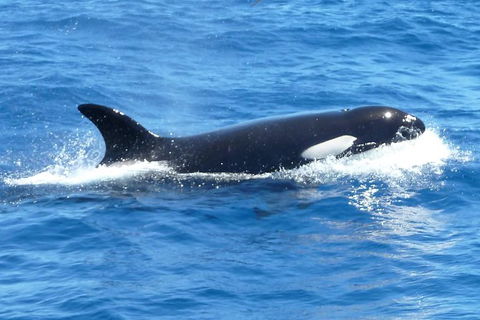 Full-Day Killer Whale Expedition From Albany - Accommodation Directory 0