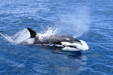 Full-Day Killer Whale Expedition From Albany - Accommodation Directory 3