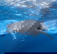 Whale Shark Adventure Tour - Accommodation Directory