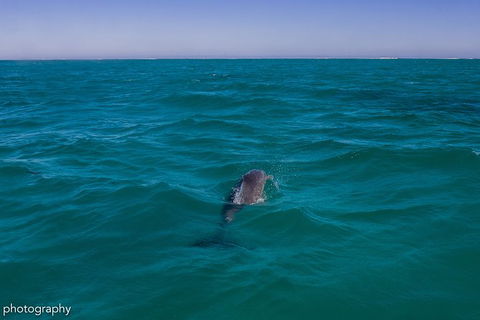 Ningaloo Immersion Private Charter - Accommodation Directory 1