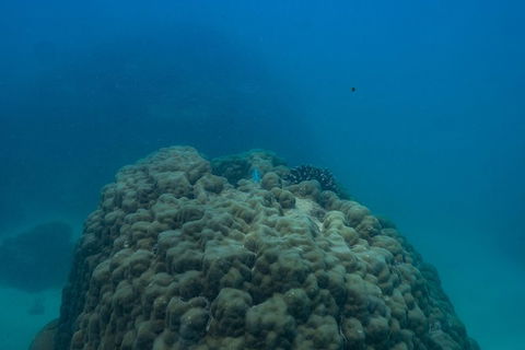 Ningaloo Immersion Private Charter - Accommodation Directory 4