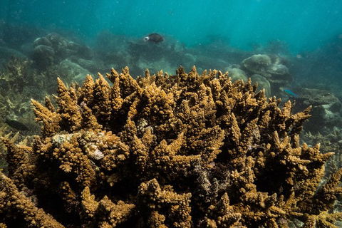 Ningaloo Immersion Private Charter - Accommodation Directory 6