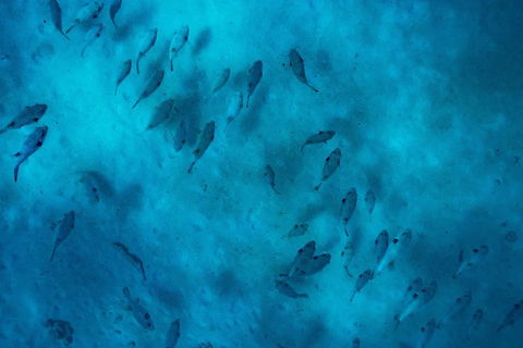 Ningaloo Immersion Private Charter - Accommodation Directory 2