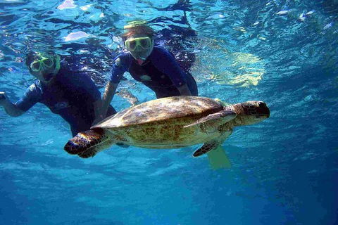 Full-Day Whale Sharks Swimming Experience On Ningaloo Reef - Accommodation Directory 7