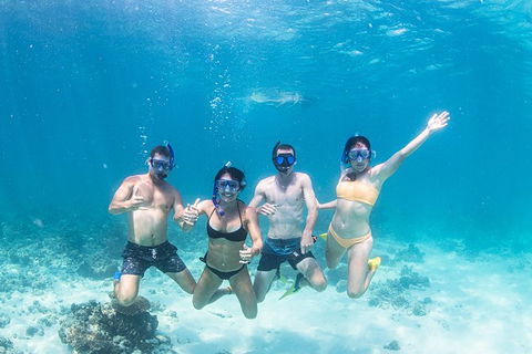 Full-Day Whale Sharks Swimming Experience On Ningaloo Reef - Accommodation Directory 5