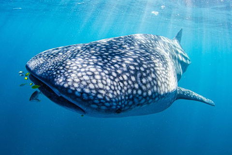 Full-Day Whale Sharks Swimming Experience On Ningaloo Reef - Accommodation Directory 9