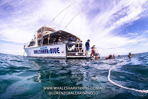 Full-Day Whale Sharks Swimming Experience On Ningaloo Reef - Accommodation Directory 13
