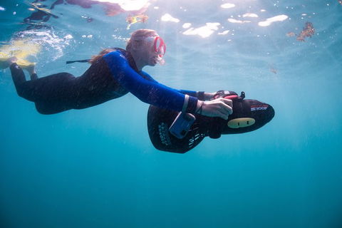 Full-Day Whale Sharks Swimming Experience On Ningaloo Reef - Accommodation Directory 4