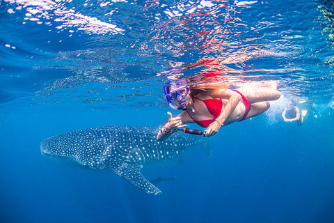 Full-Day Whale Sharks Swimming Experience On Ningaloo Reef - Accommodation Directory 0