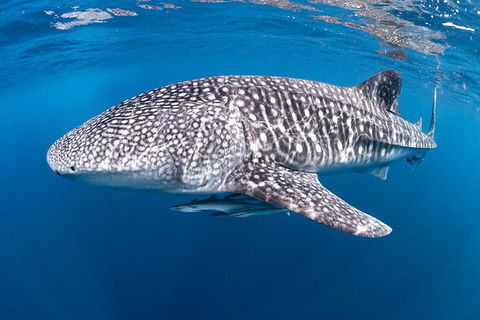 Full-Day Whale Sharks Swimming Experience On Ningaloo Reef - Accommodation Directory 14