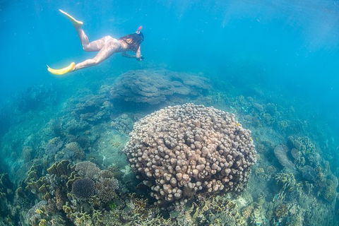 Full-Day Whale Sharks Swimming Experience On Ningaloo Reef - Accommodation Directory 6