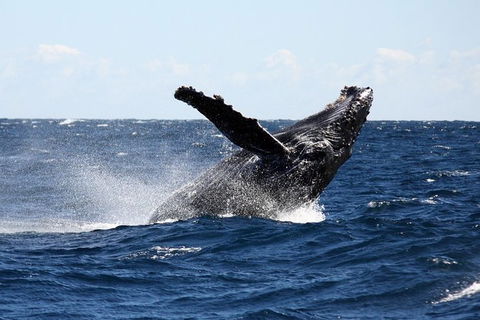 Full-Day Whale Sharks Swimming Experience On Ningaloo Reef - Accommodation Directory 8