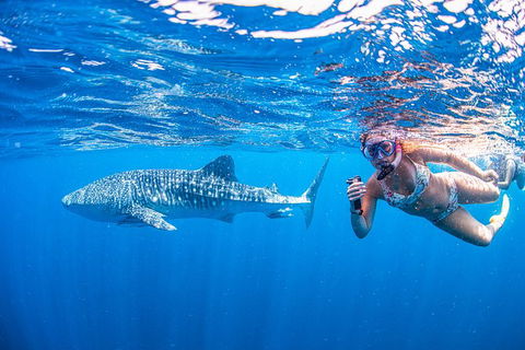 Full-Day Whale Sharks Swimming Experience On Ningaloo Reef - Accommodation Directory 17