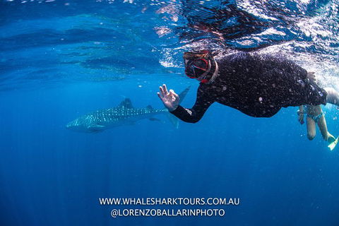 Full-Day Whale Sharks Swimming Experience On Ningaloo Reef - Accommodation Directory 2
