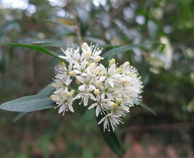 Jervis Bay NSW Accommodation Directory