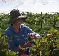 Kingsdale Wines - Accommodation Directory