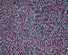  Accommodation Directory