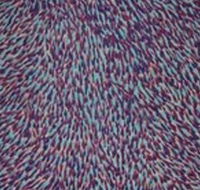 The Gate Gallery - Wollombi - Accommodation Directory