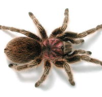 Melbourne Museum - Accommodation Directory