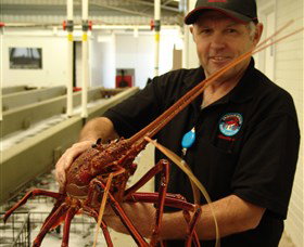 Lobster Shack - Accommodation Directory 0