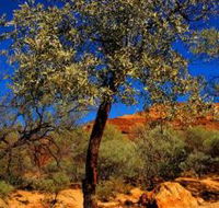 Mt Romance Australia Pty Ltd - Accommodation Directory