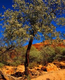 Mt Romance Australia Pty Ltd - Accommodation Directory 0
