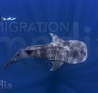 Migration Media - Accommodation Directory